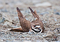 Charadrius vociferus